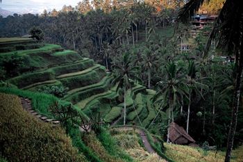 Ubud